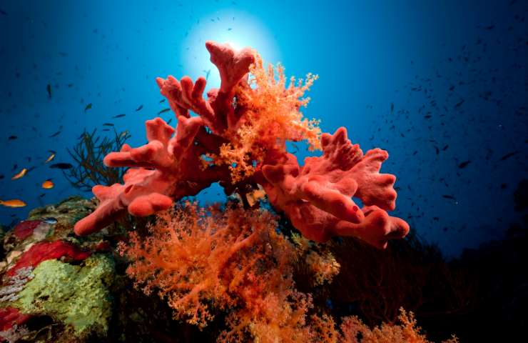 che cos'è lo sbiancamento dei coralli