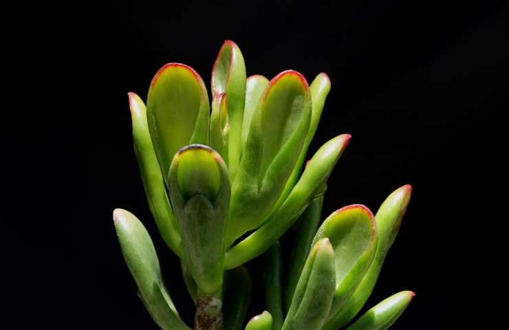 Crassula ovata: come prendersene cura