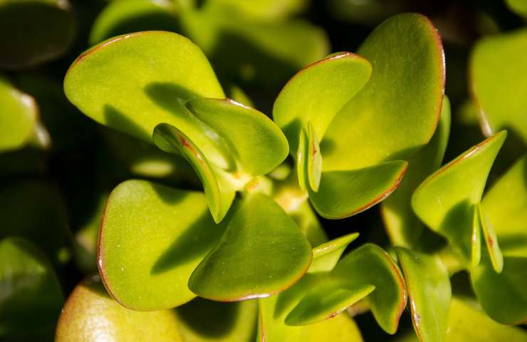 Crassula ovata: come farla crescere al meglio