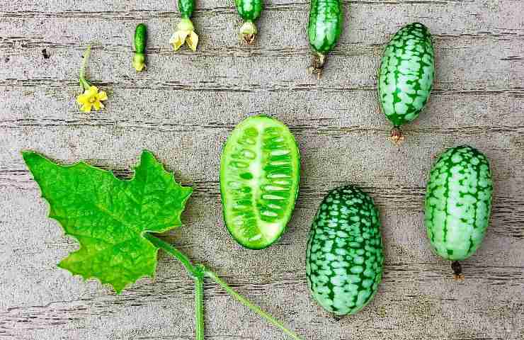 Ortaggi seminare orto giardino domestico primavera