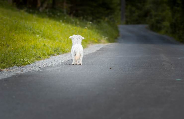 Cuccioli e il traffico illegale