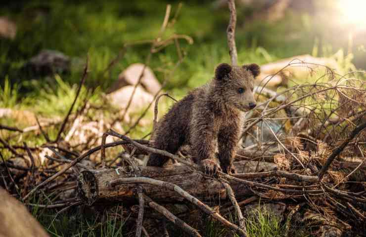 Trentino attacco orso contro uomo cane abbattimento orso