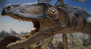 Dinosauri carnivori, alcuni giganti altri meno: un nuova ricerca spiega perché