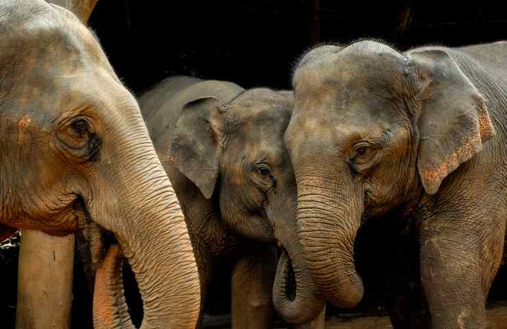 Elefante