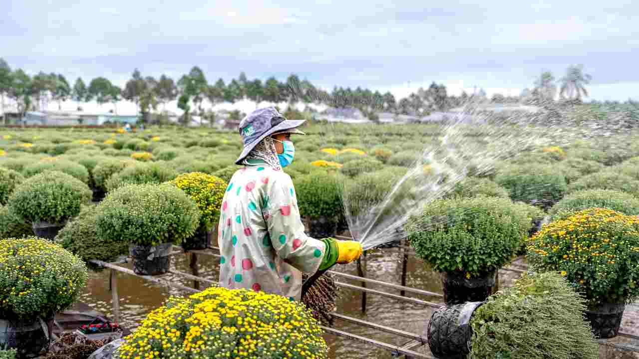 Multa salata uso prodotti chimici tossici orto giardino