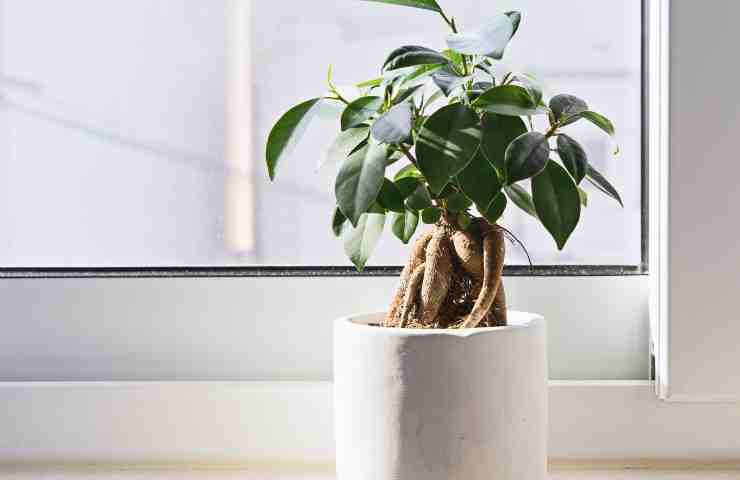 Ficus bonsai errori evitare mantenere