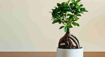 Ficus bonsai, non commettere questa distrazione: gli errori comuni da evitare