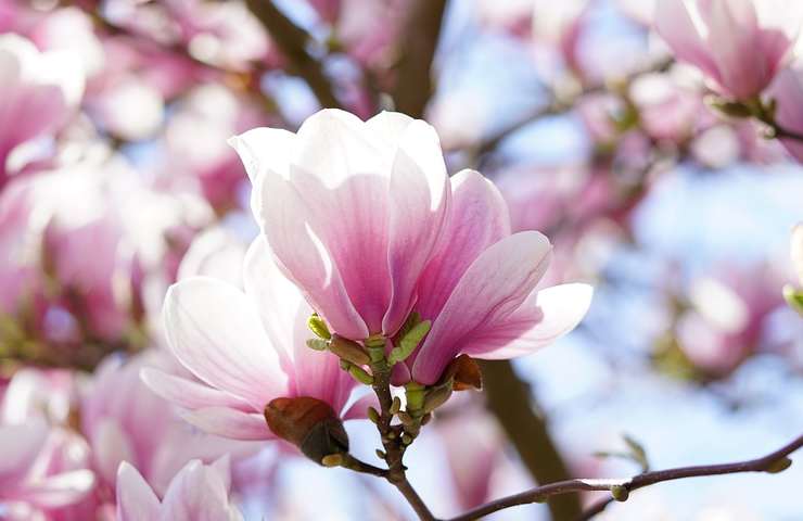 Fiore di magnolia 
