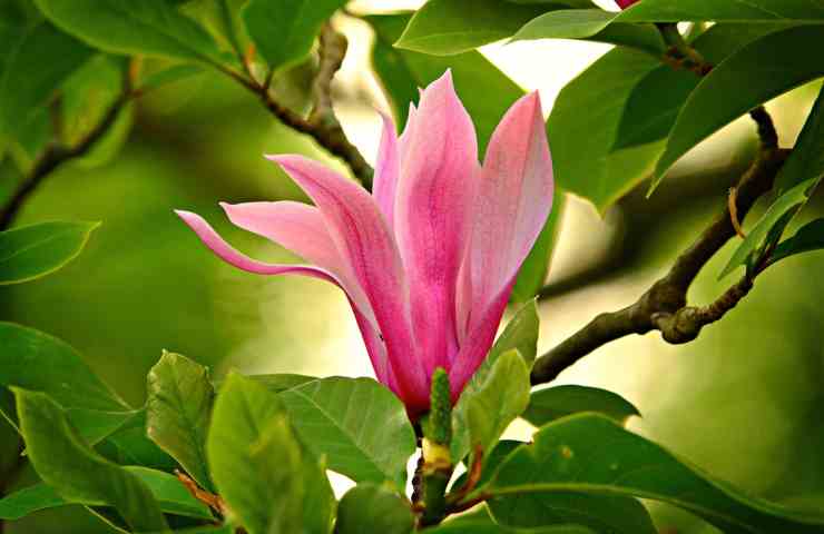 Fiore di magnolia 