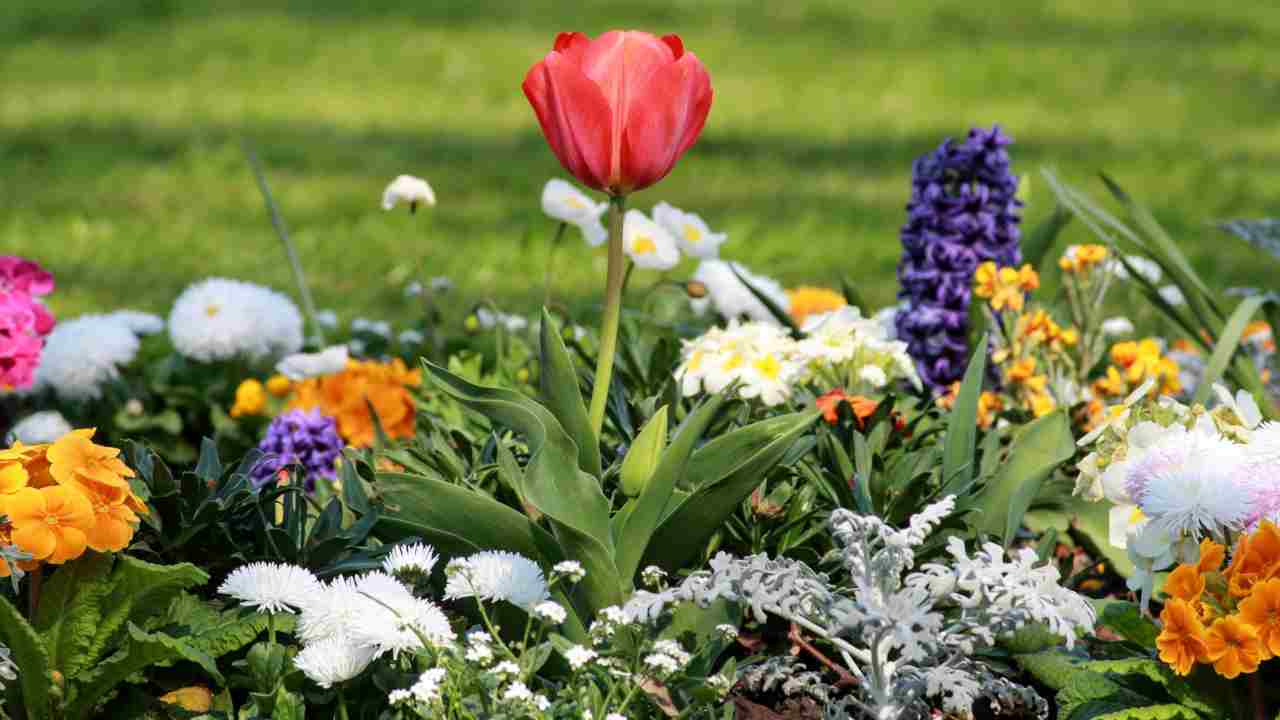 Fiori da baclone coltivare primavera 5 tipologie