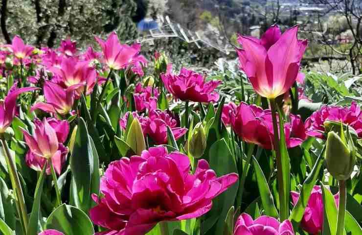 Giardini Castel Trauttmansdorff visitare 1 aprile