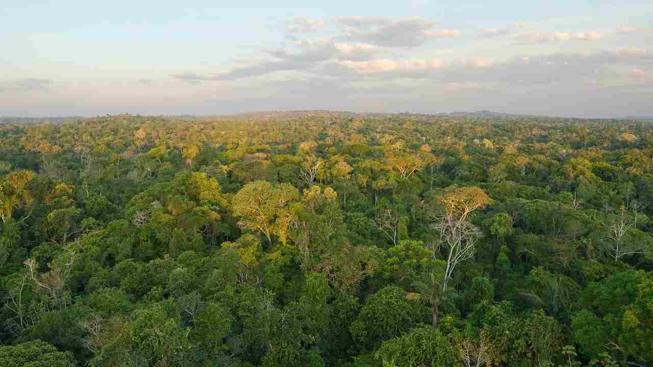 Deforestazione collagene rischi ambiente