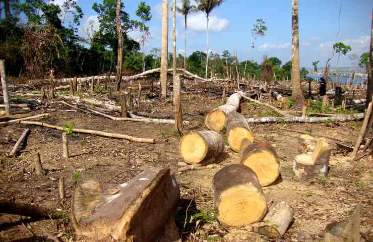 Foresta Amazzonica persi 5 mln ettari bosco