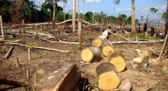 Ambiente | Foresta Amazzonica in pericolo: persi 5 milioni di ettari