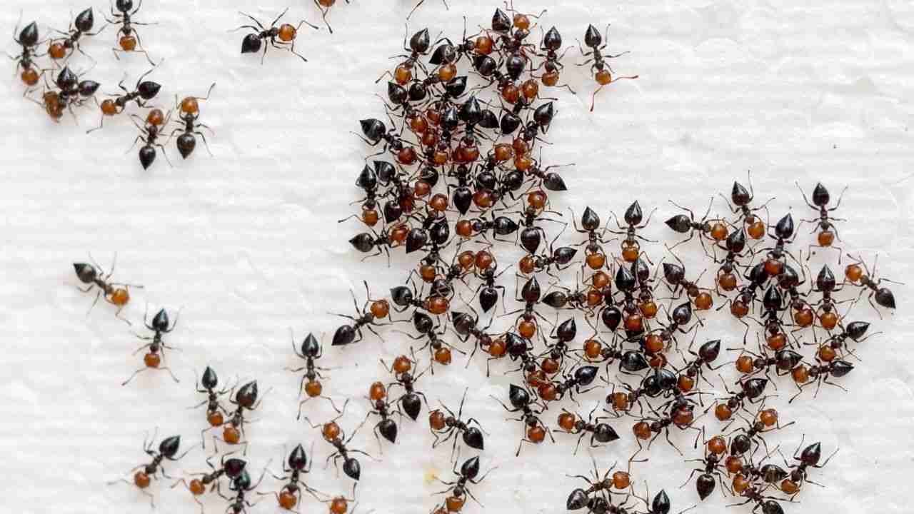 metodi formiche invasioni