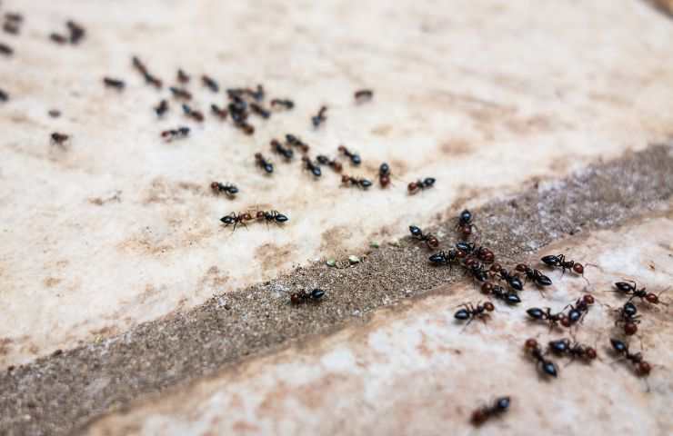 rimdi naturali invasione formiche 