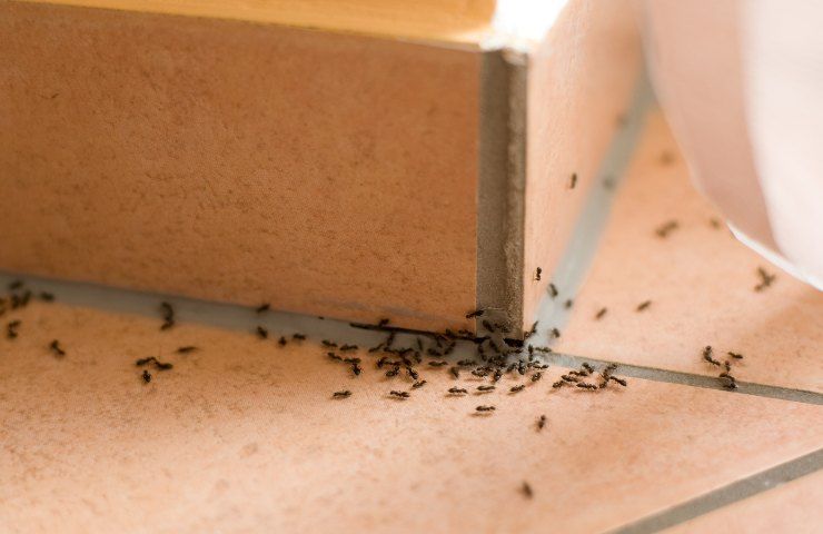 usare aceto contro formiche