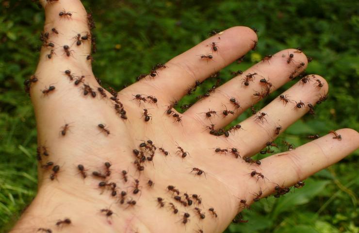 usare talco contro formiche