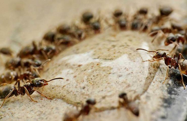 formiche giganti preistoria 