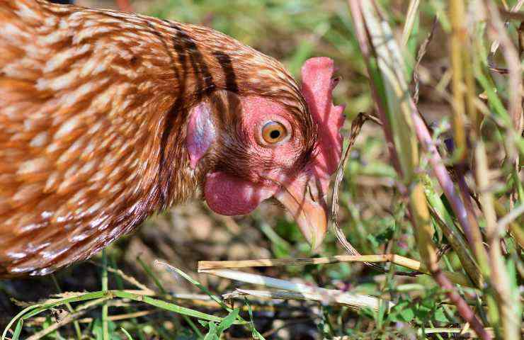 Galline pane