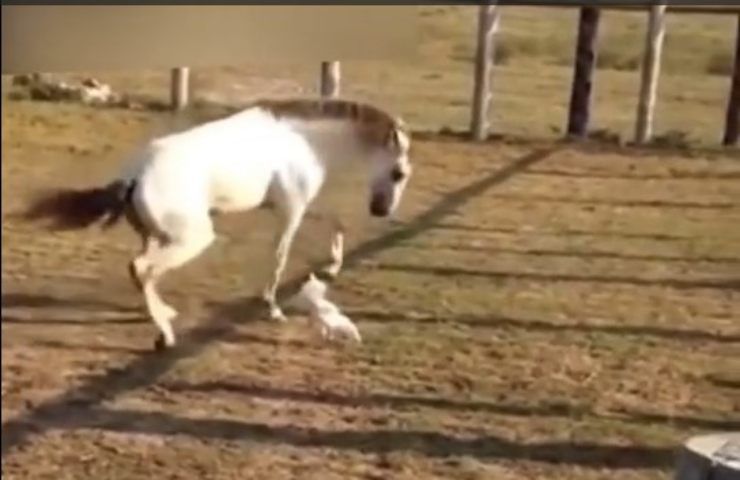 cavallo scalcia a vuoto contro gallo