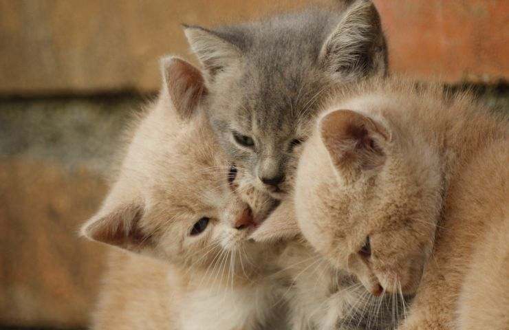 gatti abbandonati casa vacanze