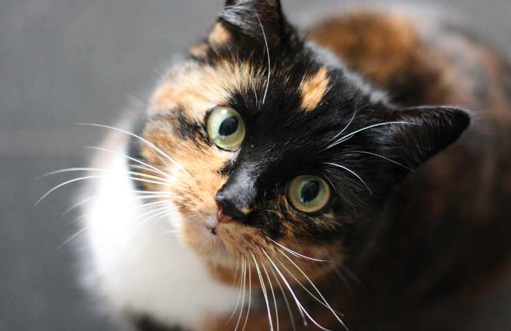 Gatto