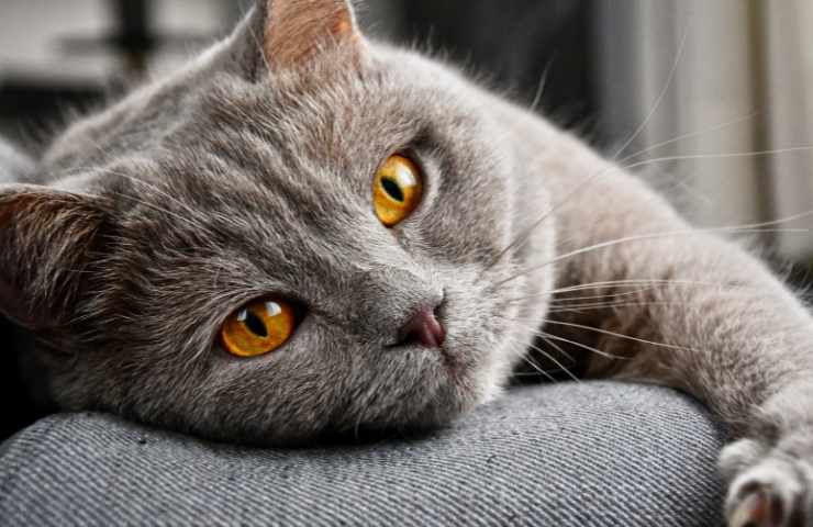 Gatto