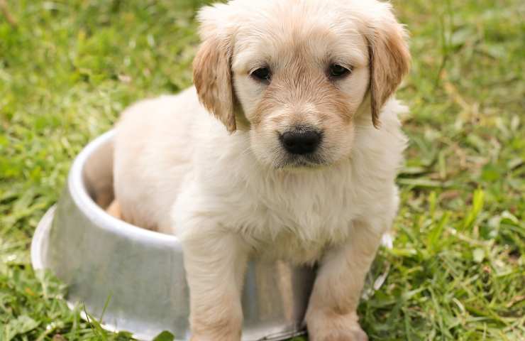 Golden Retriever baby star