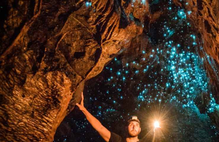 arachnocampa luminosa grotte magiche