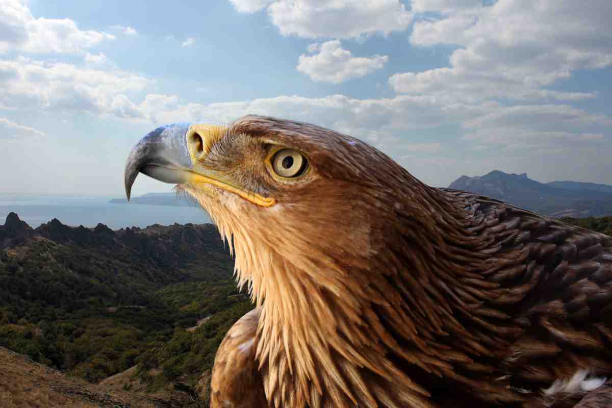 Habitat naturale e caratteristiche dell'aquila