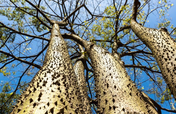 Albero