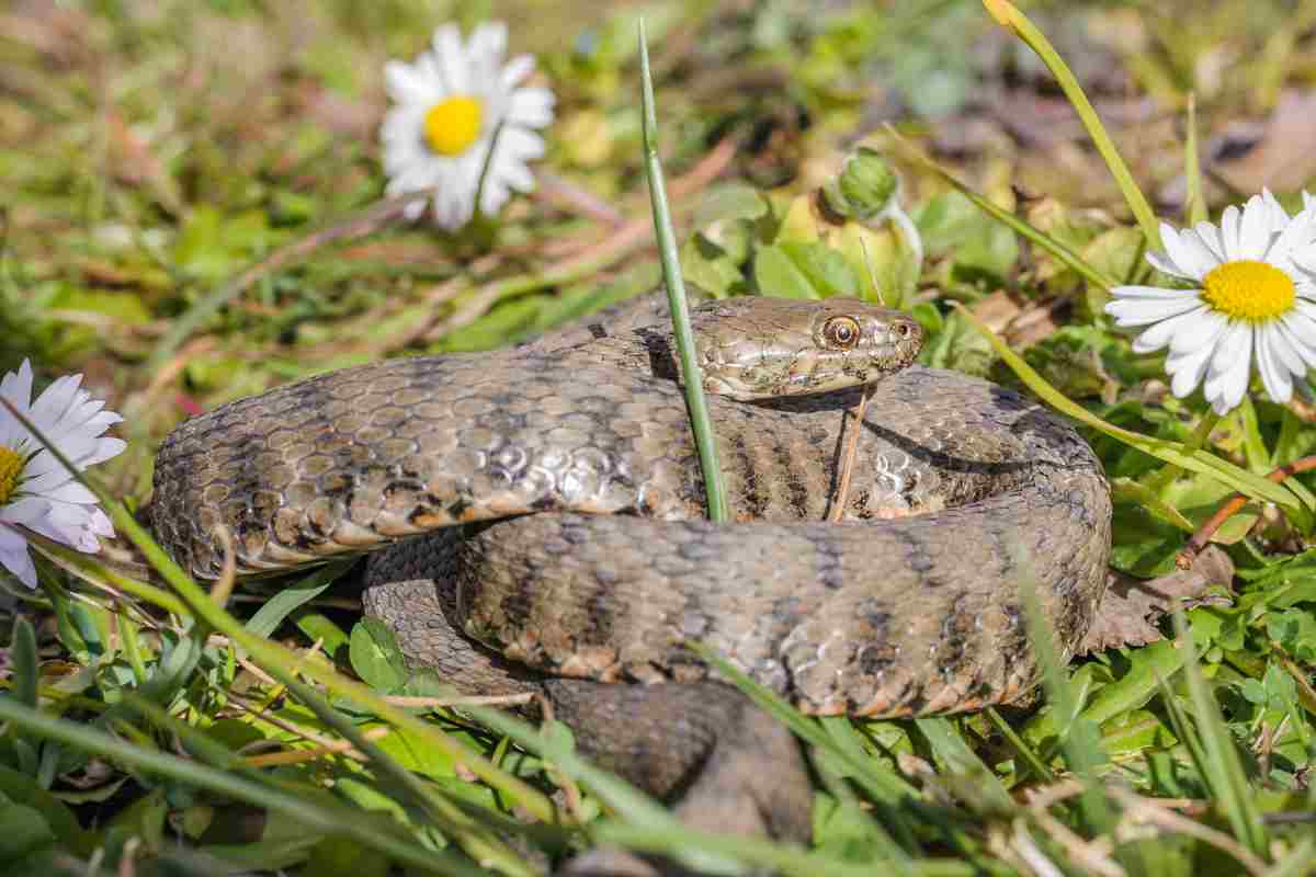 distinguere tra biscia e vipera