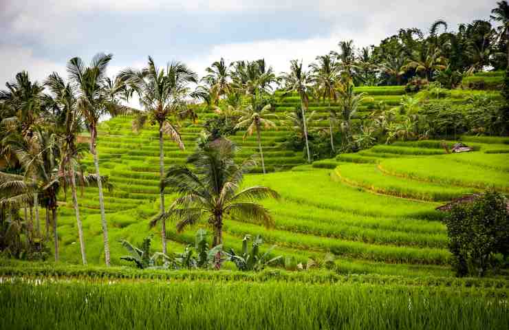 Scoperta in Indonesia 