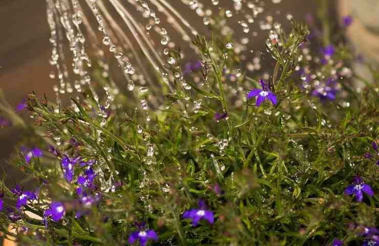 Campanule fiori caratteristiche semina acqua terreno luce