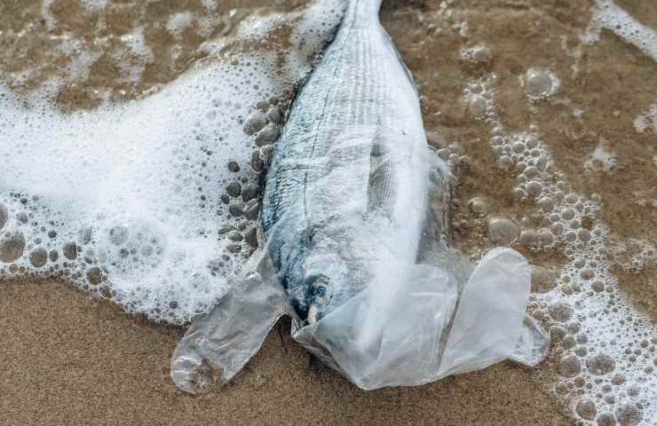 Inquinamento marino: come invertire la rotta