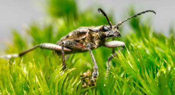 Gli insetti perché non bevono acqua? La risposta arriva dai coleotteri