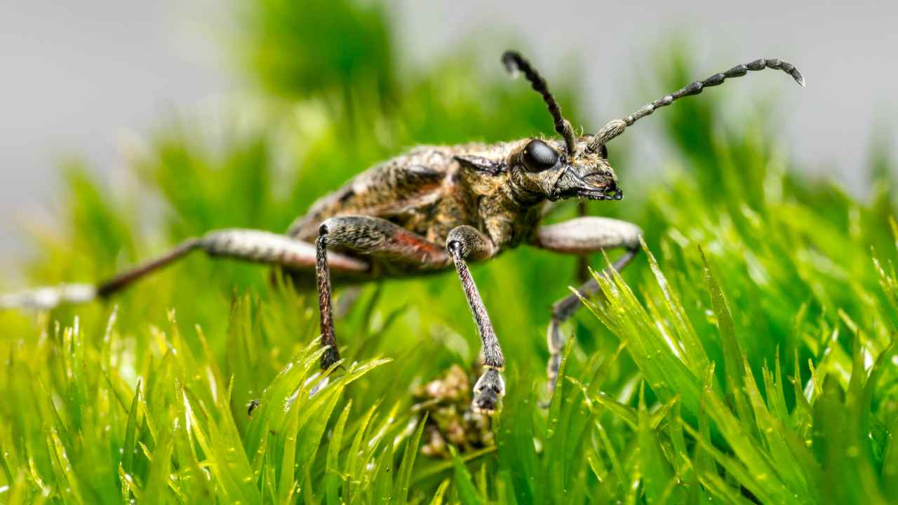 Insetti: perché non bevo l'acqua