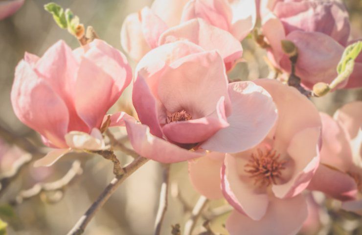 magnolia potatura
