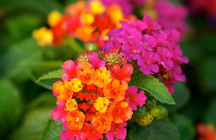 Lantana