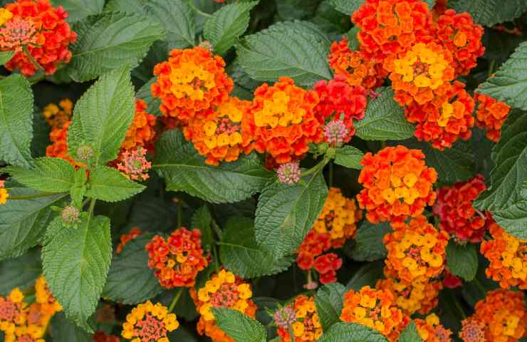 Lantana