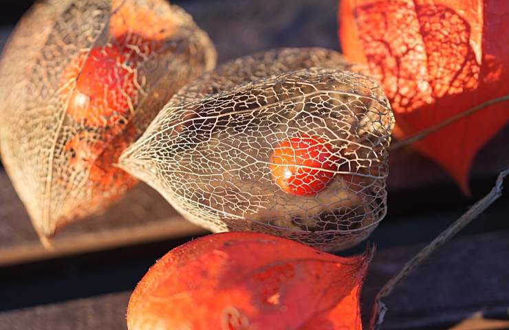 caratteristiche lanterna cinese