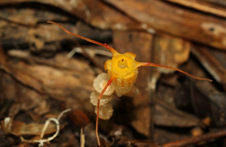 Lanterna