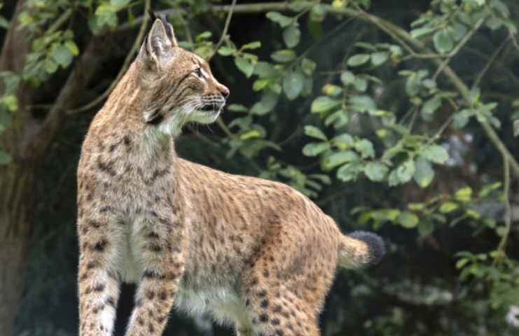 Lince rossa: fa irruzione nel salotto di un americano