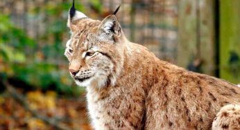 Torna a casa e trova una “sorpresa” inaspettata: sulla cuccia non c’era il cane ma una lince rossa
