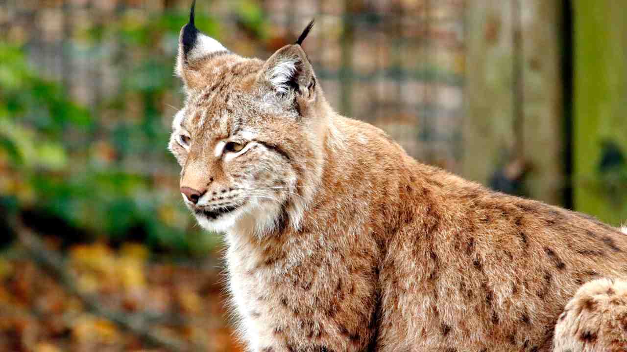 Lince rossa: protagonista di un episodio inaspettato