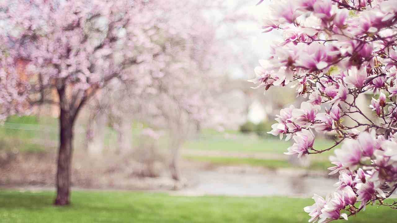 Magnolia fiorita