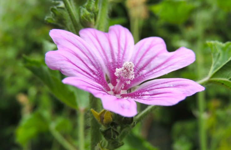 Piante fiori spontanei facili coltivare