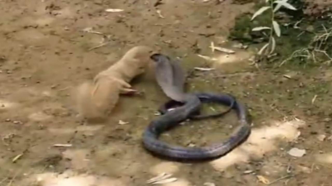 perché la mangusta può battere un cobra