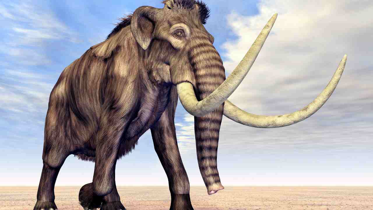 Polpette Mammut esperimento Australia